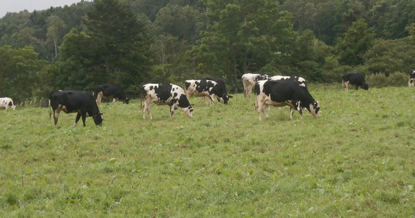 放牧中の牛たちの様子をご紹介します