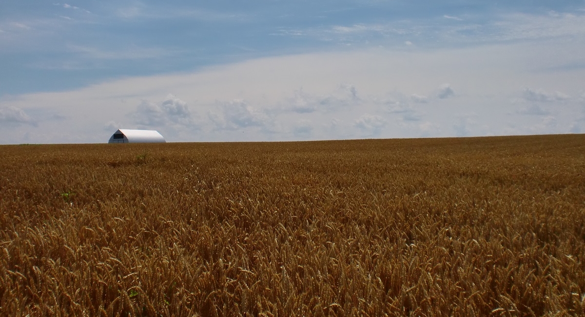きたみらい地域の麦畑では、7月27日より収穫が始まりました！