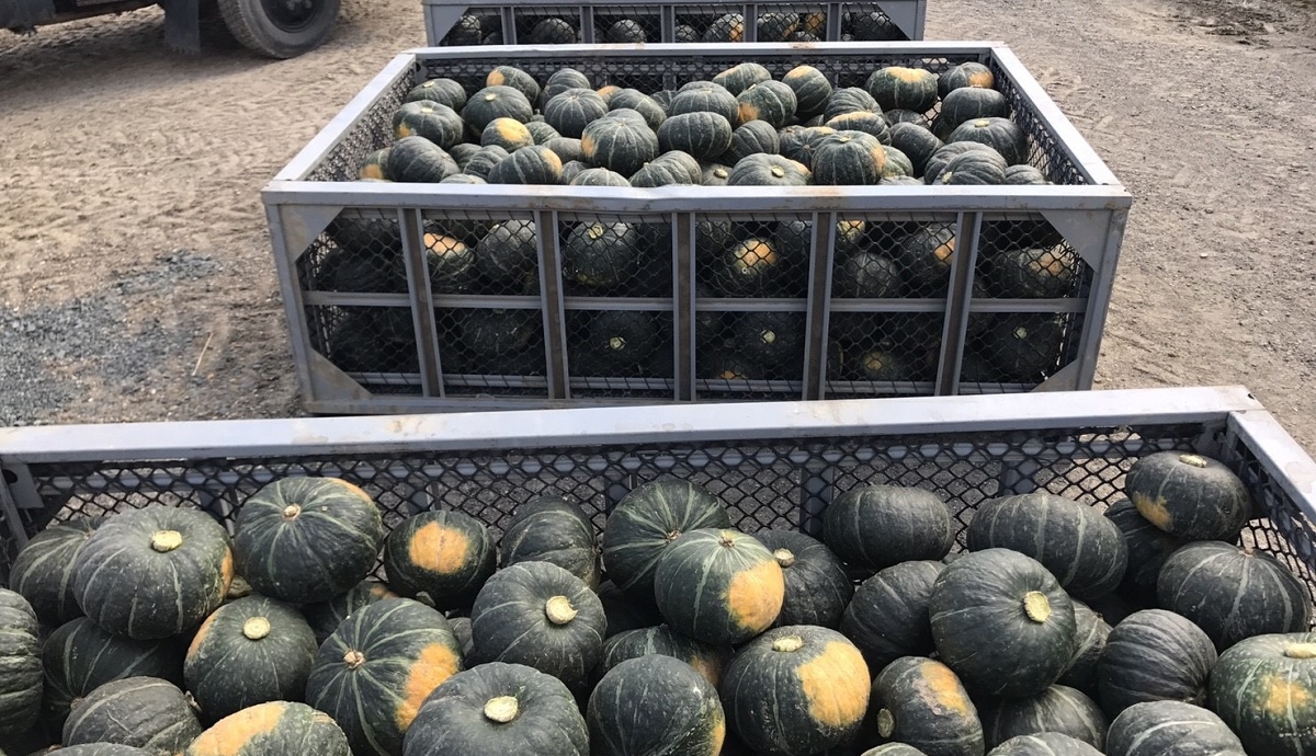 JAきたみらい産かぼちゃの収穫・出荷が最盛期を迎えています！