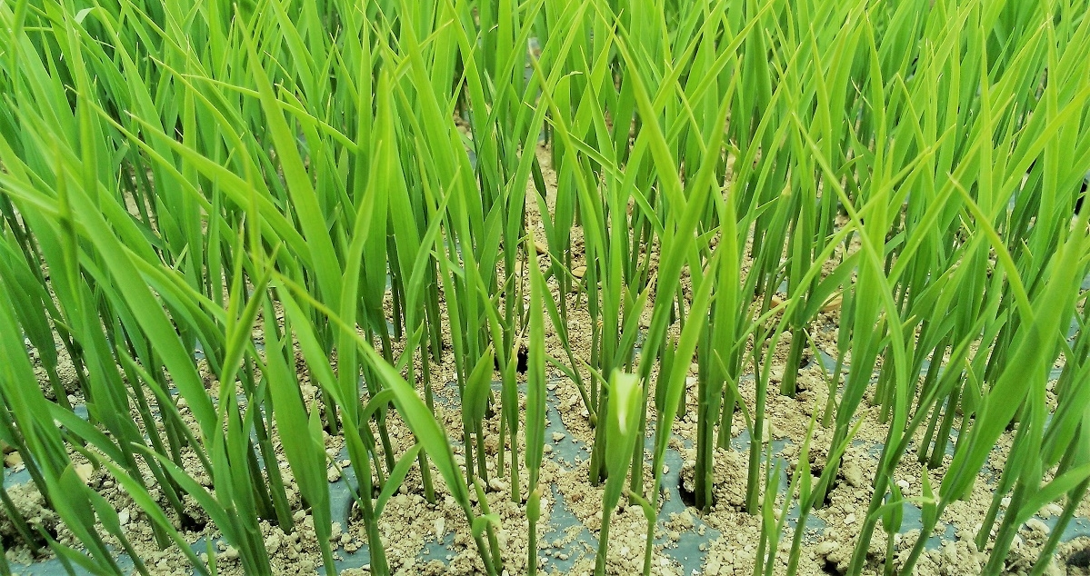 平成30年産水稲（もち米）の植え付けが5月下旬から始まります！