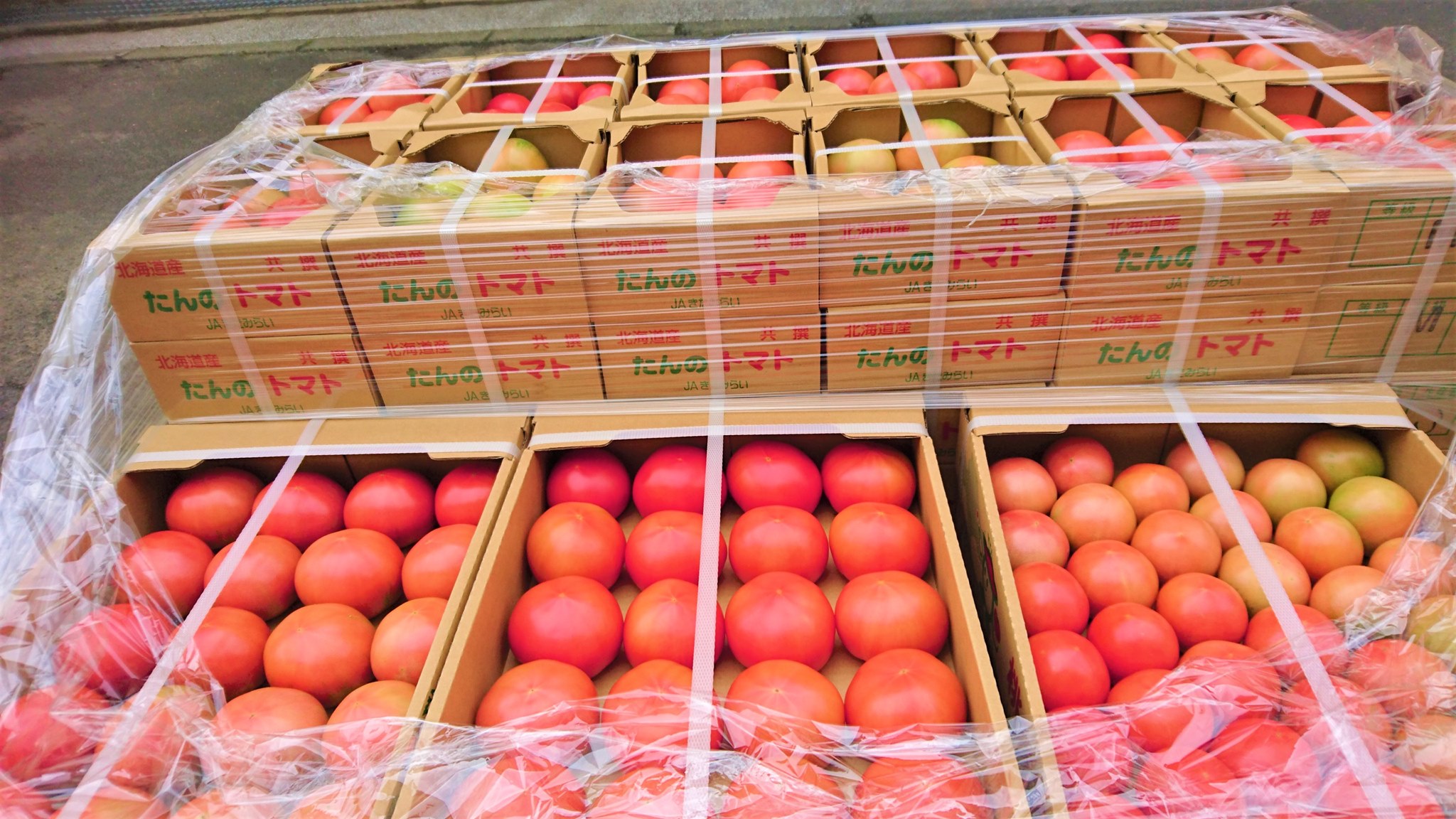 きたみらい産トマトを出荷中！ 収穫と選果の様子をご紹介します