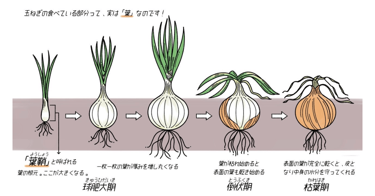 意外と知らない！？玉ねぎのマメ知識！